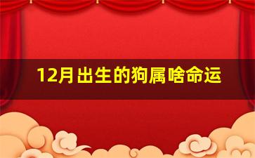 12月出生的狗属啥命运