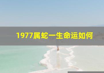 1977属蛇一生命运如何