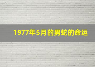 1977年5月的男蛇的命运