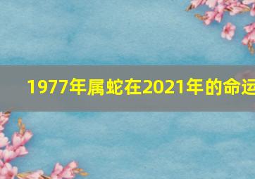 1977年属蛇在2021年的命运