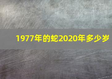 1977年的蛇2020年多少岁