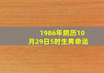 1986年阴历10月29日5时生男命运