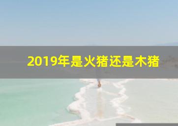 2019年是火猪还是木猪