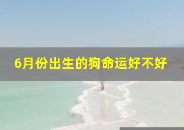 6月份出生的狗命运好不好