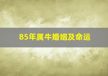 85年属牛婚姻及命运