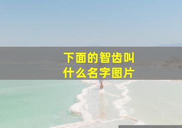 下面的智齿叫什么名字图片