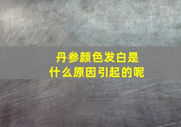 丹参颜色发白是什么原因引起的呢