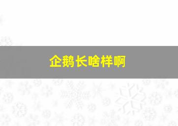 企鹅长啥样啊