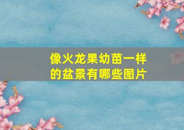 像火龙果幼苗一样的盆景有哪些图片