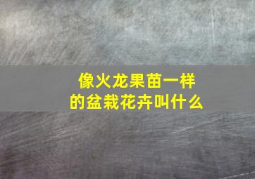 像火龙果苗一样的盆栽花卉叫什么