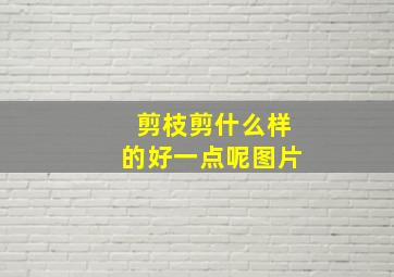 剪枝剪什么样的好一点呢图片