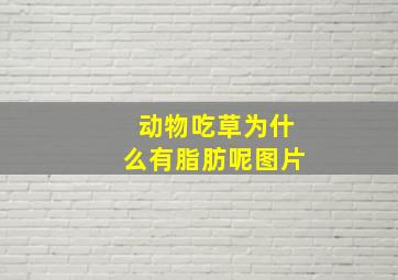 动物吃草为什么有脂肪呢图片