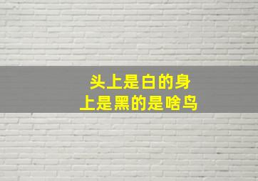 头上是白的身上是黑的是啥鸟