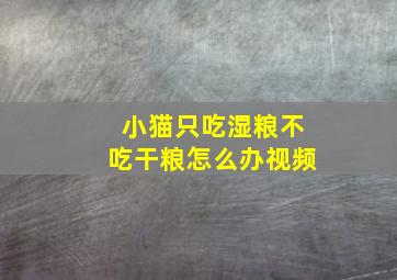 小猫只吃湿粮不吃干粮怎么办视频