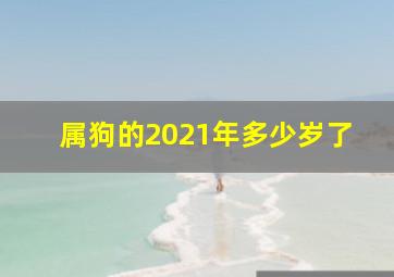 属狗的2021年多少岁了