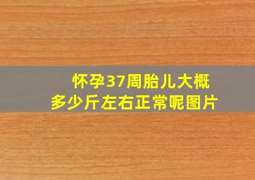 怀孕37周胎儿大概多少斤左右正常呢图片