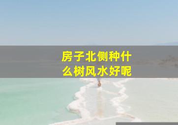 房子北侧种什么树风水好呢