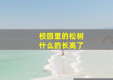 校园里的松树什么的长高了