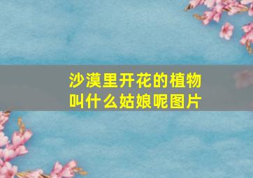 沙漠里开花的植物叫什么姑娘呢图片