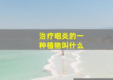 治疗咽炎的一种植物叫什么