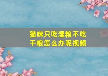 猫咪只吃湿粮不吃干粮怎么办呢视频