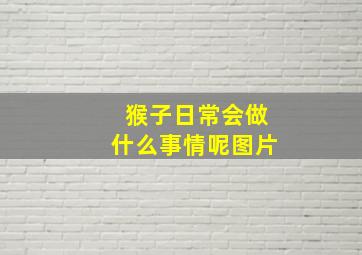 猴子日常会做什么事情呢图片