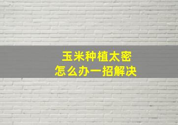 玉米种植太密怎么办一招解决