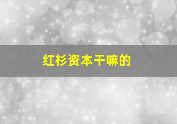 红杉资本干嘛的