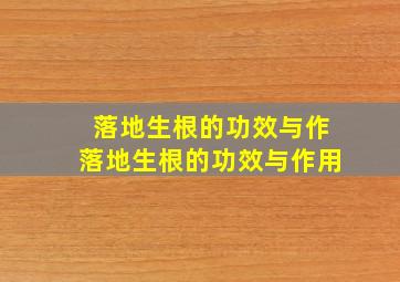 落地生根的功效与作落地生根的功效与作用