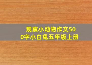 观察小动物作文500字小白兔五年级上册