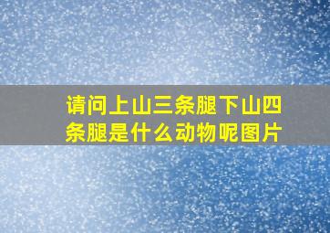 请问上山三条腿下山四条腿是什么动物呢图片