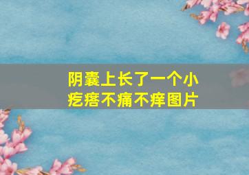 阴囊上长了一个小疙瘩不痛不痒图片