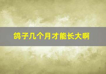 鸽子几个月才能长大啊